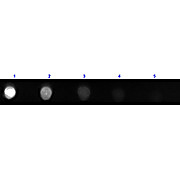 F(ab')2 Anti-BOVINE IgG [H&L] (RABBIT) Antibody