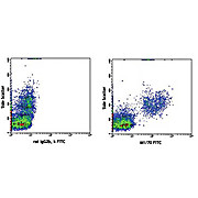 Anti-CD11b (RAT) Fluorescein Conjugated Monoclonal Antibody