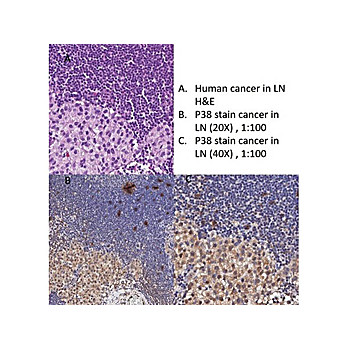 Anti-P38 (GOAT) Antibody