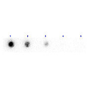 Anti-BETA-2-MICROGLOBULIN (Human Urine) (RABBIT) Antibody Biotin Conjugated