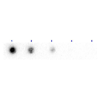 Anti-BETA-2-MICROGLOBULIN (Human Urine) (RABBIT) Antibody Biotin Conjugated