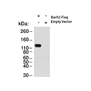 Anti-Bach2 (RABBIT) Antibody