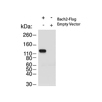 Anti-Bach2 (RABBIT) Antibody
