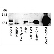 Anti-Cripto-1 (TDGF1) (RABBIT) Antibody