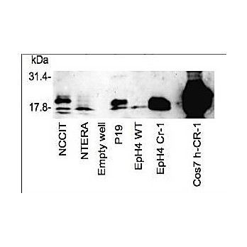 Anti-Cripto-1 (TDGF1) (RABBIT) Antibody