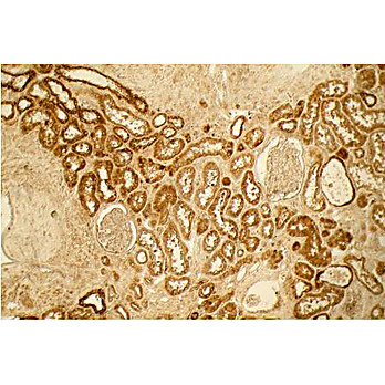 Anti-Collagen Type I (RABBIT) Antibody