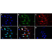 Anti-Cytochrome P450 (RABBIT) Antibody