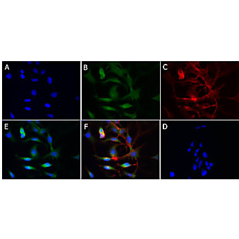 Anti-Cytochrome P450 (RABBIT) Antibody