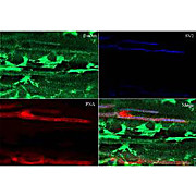Anti-Beta Actin (RABBIT) Antibody