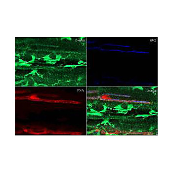 Anti-Beta Actin (RABBIT) Antibody