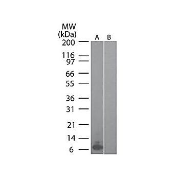 Anti-Mouse MIP-3a (RAT) Monoclonal Antibody