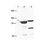 Anti-Esrp-1/2 (MOUSE) Monoclonal Antibody
