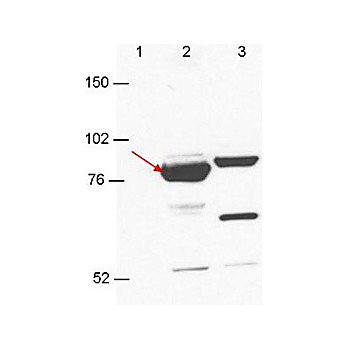 Anti-Esrp-1/2 (MOUSE) Monoclonal Antibody