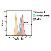 Anti-Foxp3 (RABBIT) Antibody