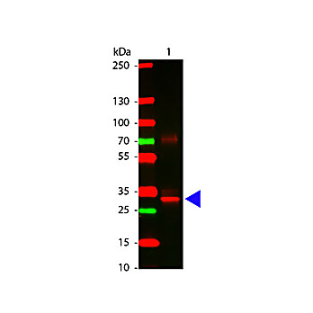 Anti-L-ASPARAGINASE (RABBIT) Antibody