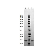 Recombinant DIG [DIG44] Antibody
