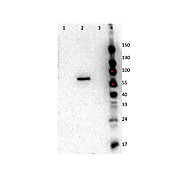 Anti-AKT2 (RAT) Monoclonal Antibody