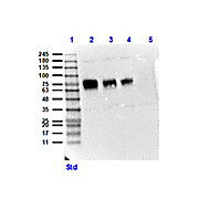 Anti-CD68 (RABBIT) Antibody