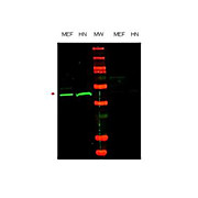Anti-Oct-4 (RABBIT) Antibody