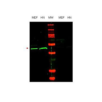 Anti-Oct-4 (RABBIT) Antibody