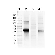 Anti-NEUROD1 (GOAT) Antibody