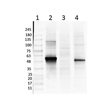 Anti-NEUROD1 (GOAT) Antibody