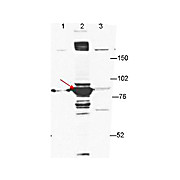 Anti-Esrp-1 (MOUSE) Monoclonal Antibody