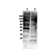 Anti-Gata1 (RABBIT) Antibody