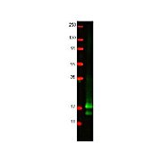 Anti-Chicken Interferon Gamma (RABBIT) Antibody
