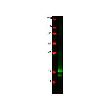 Anti-Chicken Interferon Gamma (RABBIT) Antibody