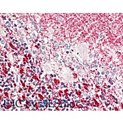 Anti-MLF1 Interacting Protein (N-terminal specific) (RABBIT) Antibody