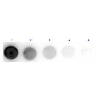 Anti-GLUCOSE OXIDASE (SHEEP) Antibody