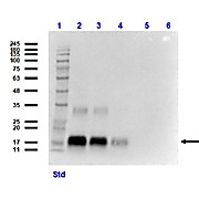 Anti-NAG-1 (C-terminal specific) (RAT) Monoclonal Antibody