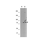 Anti-p90 RSK1 pS732 (RABBIT) Antibody
