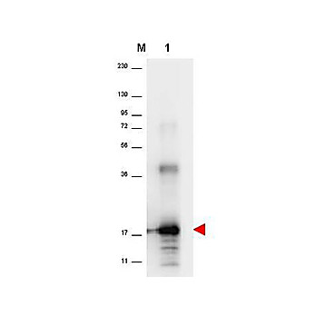 Anti-Human IL-33 (RABBIT) Antibody