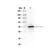 Anti-ALKALINE PHOSPHATASE (E.coli) (RABBIT) Antibody Biotin Conjugated