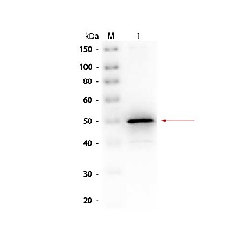 Anti-ALKALINE PHOSPHATASE (E.coli) (RABBIT) Antibody Biotin Conjugated