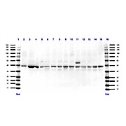 Anti-Pax7 (RABBIT) Antibody