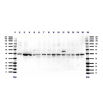 Anti-Pax7 (RABBIT) Antibody