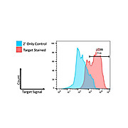 Anti-LC3B (RABBIT) Antibody