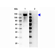 Anti-GAB1 pY659 (RABBIT) Antibody