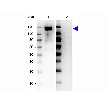Anti-GAB1 pY659 (RABBIT) Antibody