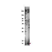 Anti-Bovine CXCL10 (Rabbit) Antibody