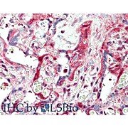 Anti-Laminin (RABBIT) Antibody