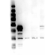 ERK1 N-Term Antibody