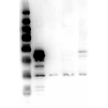 ERK1 N-Term Antibody 