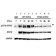 Anti-STAT2 pS734 (RABBIT) Antibody