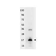 Anti-Human IL-33 (RABBIT) Antibody Peroxidase Conjugated