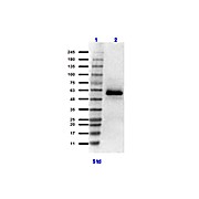 Anti-HSF1 (RABBIT) Antibody