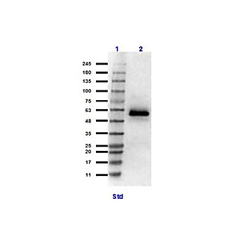 Anti-HSF1 (RABBIT) Antibody